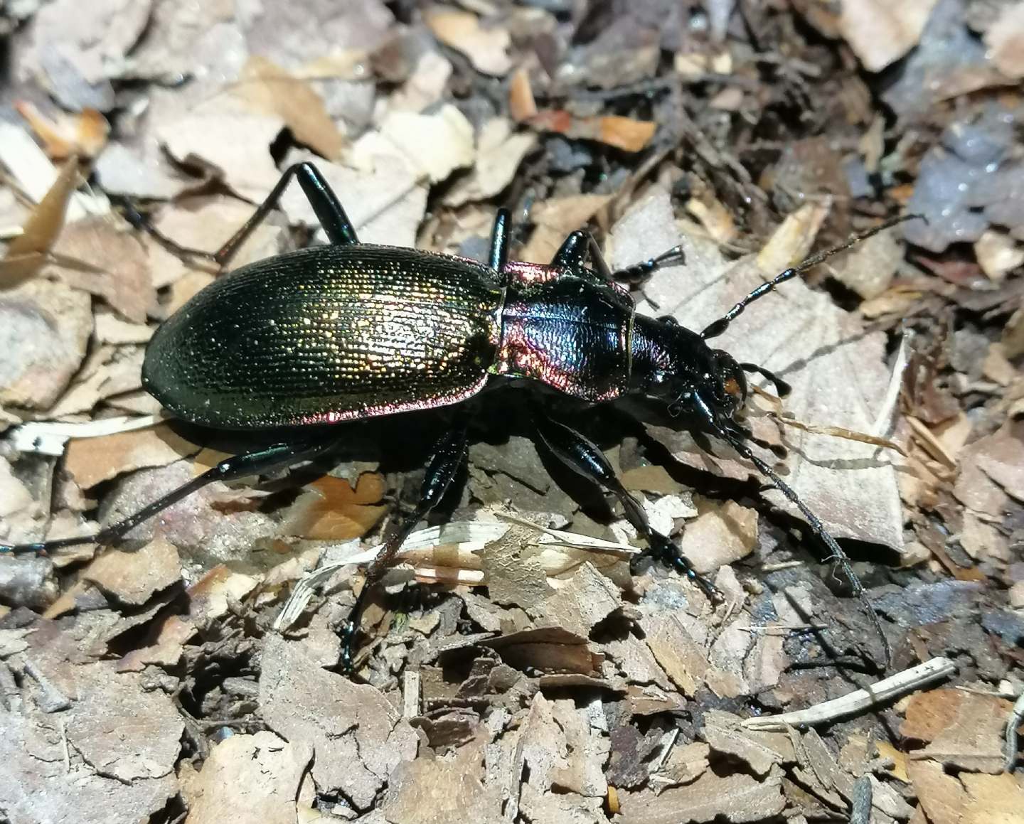 Finalmente il Carabus olympiae !!!